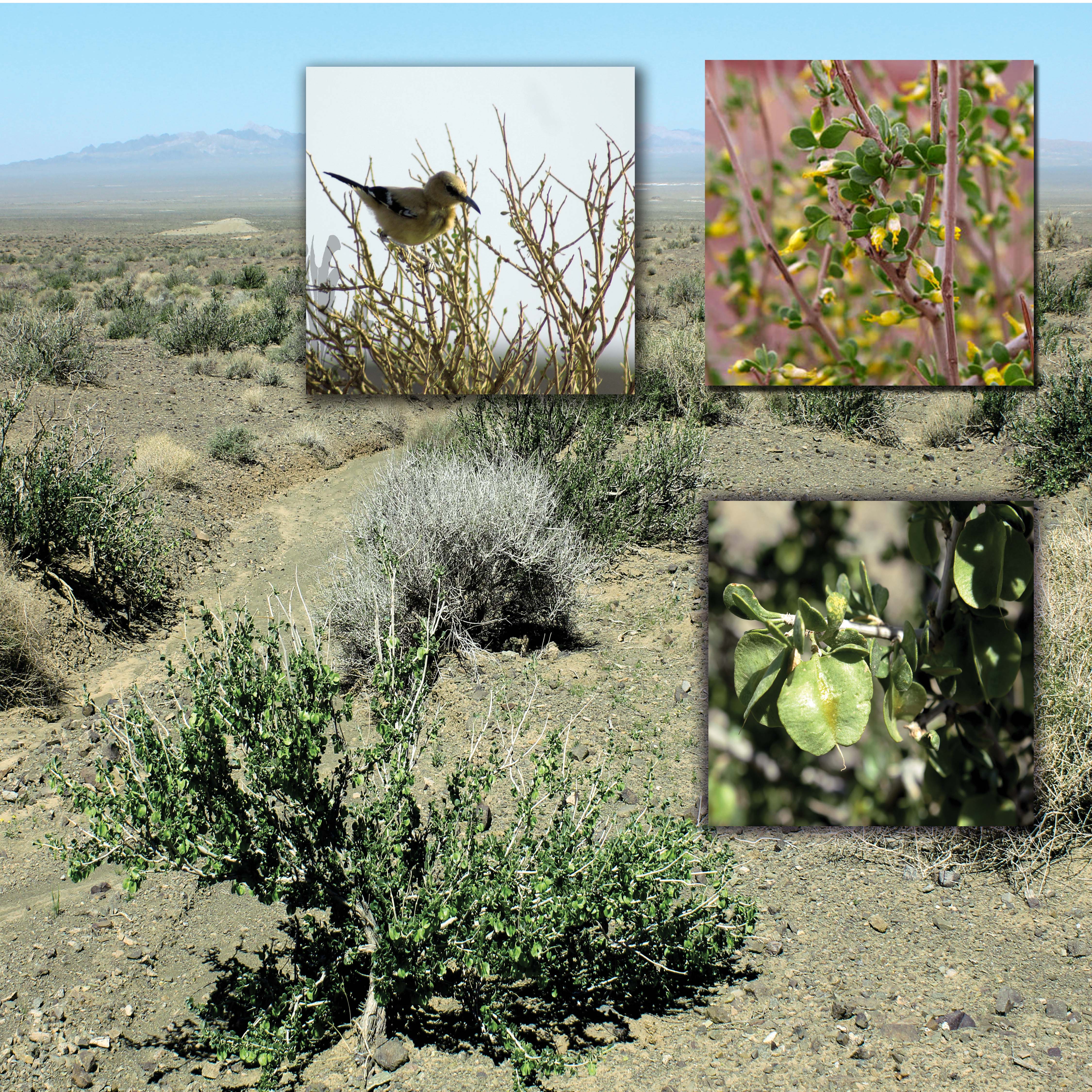 «قیچ» جادوی مهندسی کویر